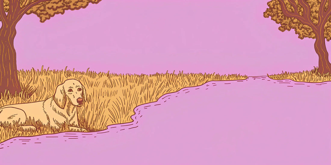 A senior dog resting comfortably after finding the right CBG dosage for mobility.