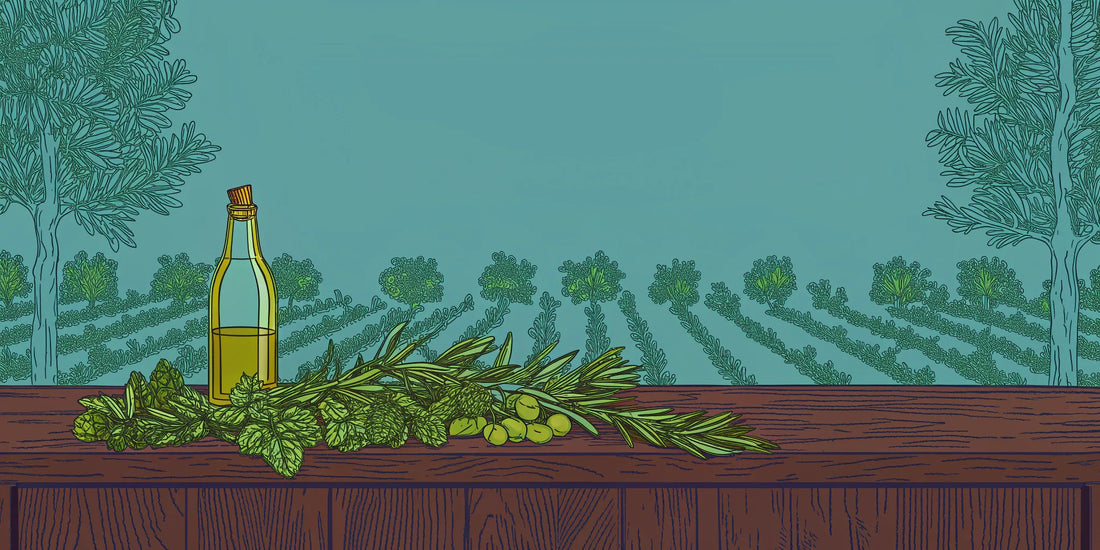 THC and CBD infused olive oil for wellness in a bottle with fresh olives and herbs.